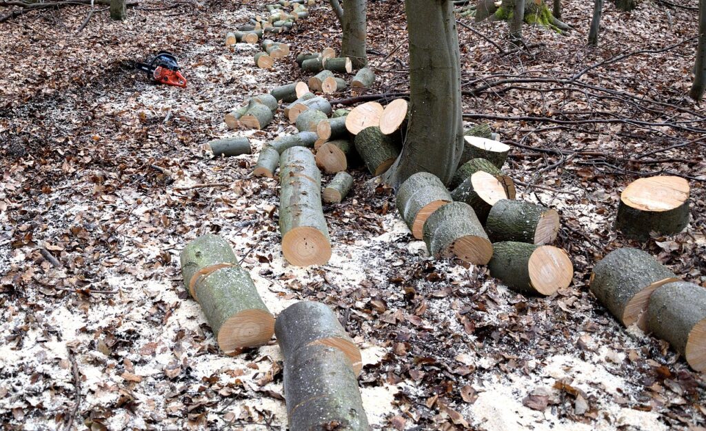 lumberjack, woodwork, tree trunks-2146511.jpg